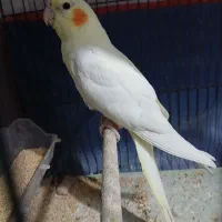 عروس هلندی کاملا اهلی|پرنده|آذرشهر, |دیوار