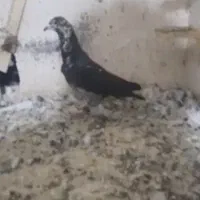 کفتر پرشی نر
