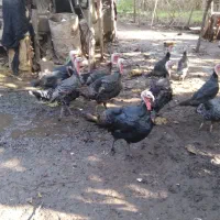 بوقلمون نر و ماده|حیوانات مزرعه|سنگر, |دیوار