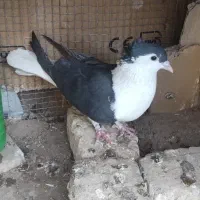 کبوتر تهرانی نقش