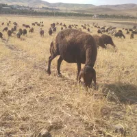 ۲۴ راس میش و شیشک آبستن داشتی،۳ راس بره دار