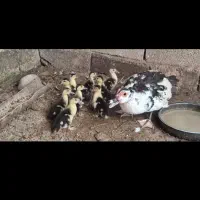 اردک خارجی و غاز بالغ تخم گذار|حیوانات مزرعه|ایرانشهر, |دیوار