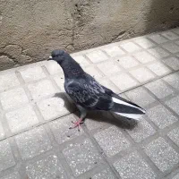 جوجه زاغ دم سفید و مگسی دم سفید در حد