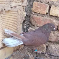 کبوتر‌سرخ‌پرشی‌گرو.