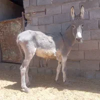 کره الاغ خر نر (سیرجان )