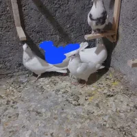 تابلو فرش ک ب و ت ر ی|تابلو فرش|فردوس (خراسان), |دیوار