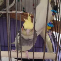 عروس هلندی|پرنده|کرج, عظیمیه|دیوار