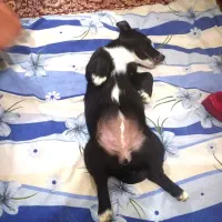 سگ پاکوتاه مهربون