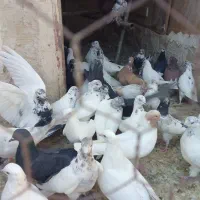 ۸۰تاکفترپرشی خوب بالای پنج ساعت|پرنده|کاشان, ۲۲ بهمن|دیوار