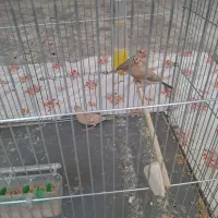 فروش سه تا جوجه فنج نرگسی شکلاتی