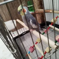 عروس هلندی نر خیلی خوب سرحال آواز خان|پرنده|هشتگرد, شهرک بوستان|دیوار