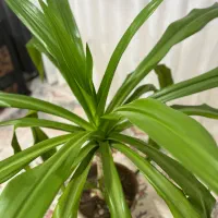 گیاه اشک ملکه ۹ ساله|گل و گیاه طبیعی|پرند, فاز ۶|دیوار