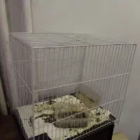 قفس پرنده