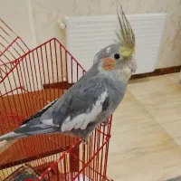 عروس هلندی