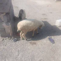 بز و گوسفند