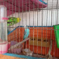 مرغ‌ عشق‌ مولد