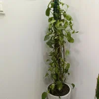 گل پیتوس وگل فیکوس