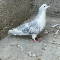 تعدادی ساده کاکلی عروسک