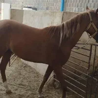 فروش چند راس اسب مادیون|اسب و تجهیزات اسبسواری|جهرم, |دیوار