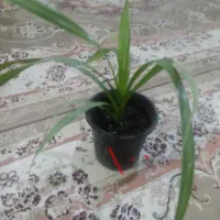 گل طبیعی|گل و گیاه طبیعی|نیشابور, رنج آباد|دیوار