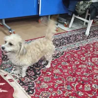 واگذاری پاپی اسپیتزماده|سگ|نجف‌آباد, بازار|دیوار