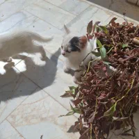 واگذاری بچه گربه|گربه|یزد, |دیوار