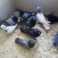 پرنده خوبچندپ