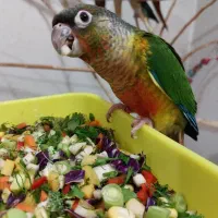 جوجه گرینچیک یلوساید ردفکتور تازه دونخور حلقه پا