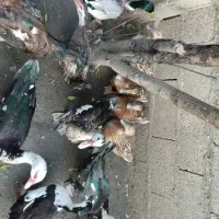 اردک اسراییلی و محلی|حیوانات مزرعه|رشت, لاکان|دیوار