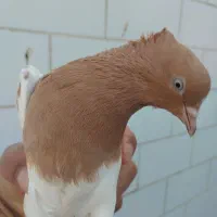 کله زرد ماده