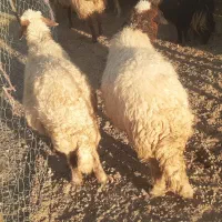 میش ..گوسفند   داشتی    .ابستن