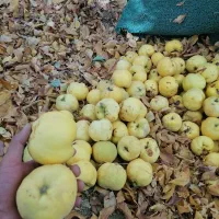 میوه به(بی)|خوردنی و آشامیدنی|موچش, |دیوار