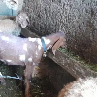 بزغاله اصل عراقی