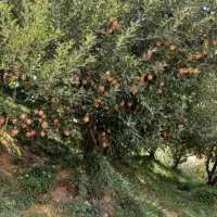 درجه یک