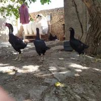 یک ست لاری دانگ بالا سلامت|حیوانات مزرعه|هشتگرد, خور|دیوار