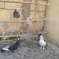 کبوتر مخلف|پرنده|کاشان, پایانه مسافربری|دیوار