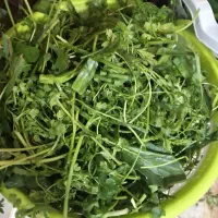 انواع و اقسام سبزی های سعادت|خوردنی و آشامیدنی|قنوات, |دیوار