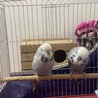 مرغ عشق انگلیسی جم