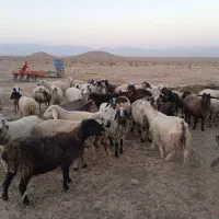 فروش|حیوانات مزرعه|سروستان, |دیوار