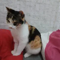 عسل دختر بغلی و مهربون|گربه|رشت, منظریه|دیوار