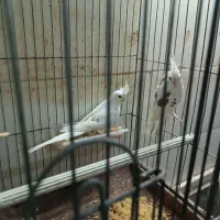 ۶جفت عروس هلندی باجوجه وبی جوجه مولدخالص