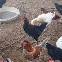 خروس  محلی|حیوانات مزرعه|قائم‌شهر, |دیوار