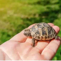 مجسمه وتندیس