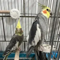 عروس هلندی جفت غرق آباد