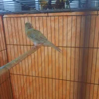 قناری ماده|پرنده|دلیجان, |دیوار