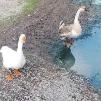 معاوضه غوغاز نرو ماده جوان ۱ ساله ،معاوضه