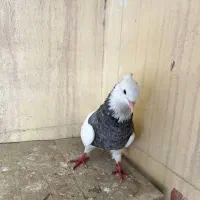 کبوتر طوقی نر|پرنده|خرمشهر, |دیوار