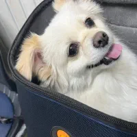 سرپرستی حیوان خانگی