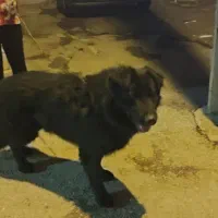 ژرمن بلک شولاین|سگ|مرودشت, ژیان|دیوار