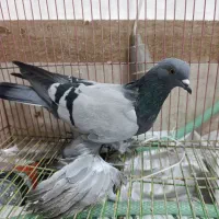 ترکیه بازی دار کبوتر